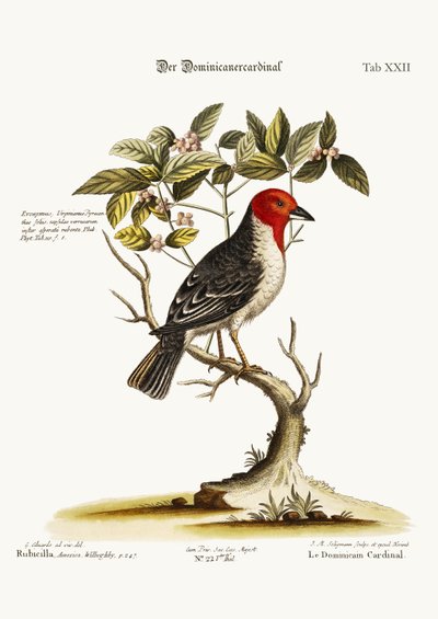 The Dominican-Cardinal, 1749-73 by George Edwards